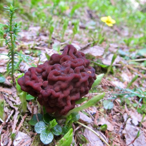Cover art for 39 Mile Camp, North Cascade National Park