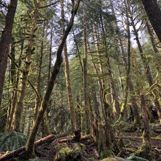 Cover art for Bridal Veil Falls, Lake Serene