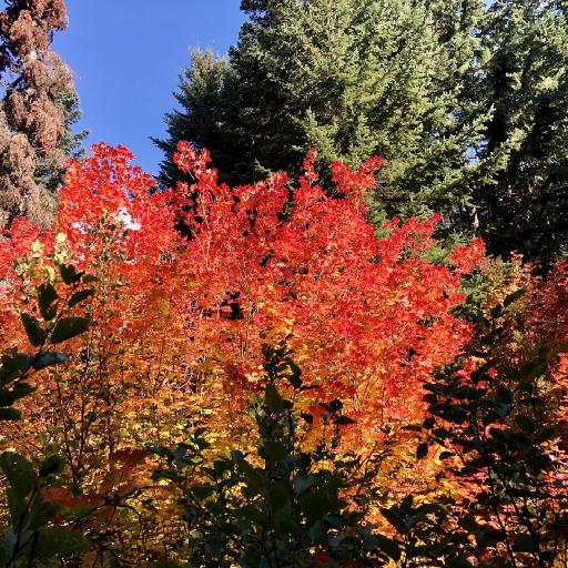 Cover art for Mount Margaret