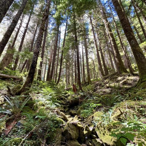 Cover art for Olympic Crossing