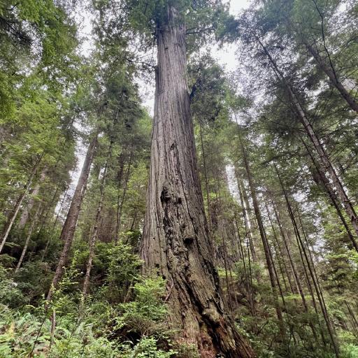 Cover art for Redwood National and State Park