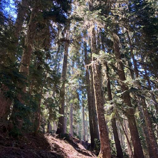 Cover art for Surprise Lake